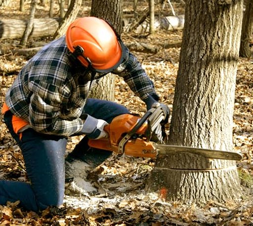 Tree Removal in Mcneil, AR